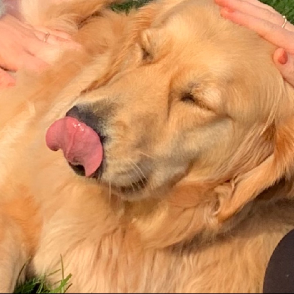 Meet your Posher, Annie